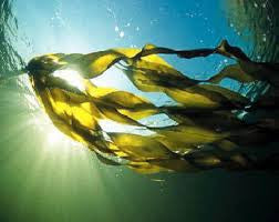 Colageno de Algas Marinas / colageno marino de algas