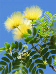 corteza de Acacia de Constantinopla 50:1 albizia extracto