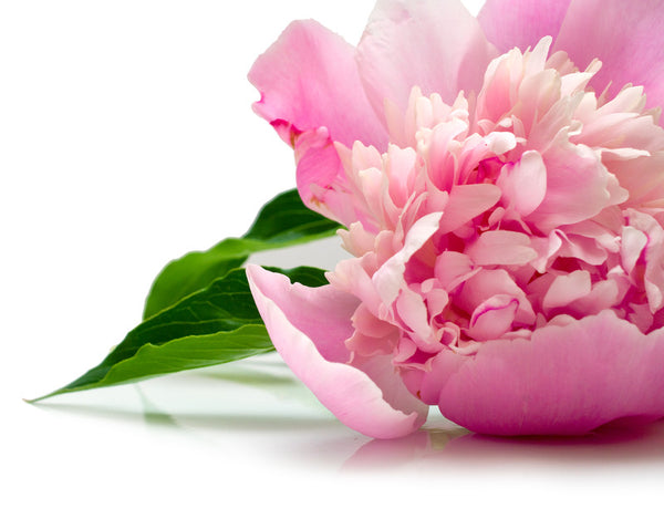 Paeonia Albiflora 50:1
