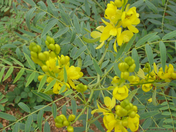 EXTRACTO SEMILLAS CASSIA ANGUSTIFOLIA