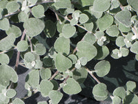 Licorice Blanco 98% extracto de regaliz blanco