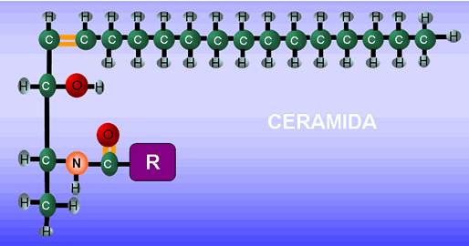 Ceramidas 99% puras
