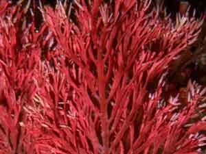 CARRAGEENAN