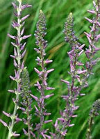 Asphodeloides anemarrhena 10:1 extracto “volufiline”